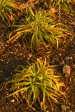 Carex comans 'Frosted Curls' RCP3-06 120.jpg